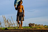 Kambodscha, Provinz Kompong Thom, Kompong Thom oder Kampong Thom, Bauer auf dem Rückweg vom Feld