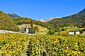 Schweiz, Kanton Waadt, Yvorne, kleines Städtchen inmitten von Weinbergen