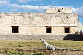 Mexico, Yucatan state, Uxmal, iguana iguana