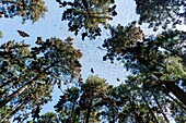 Mexico, Michoacan state, Angangueo, Unesco world heritage, Monarch Butterfly Biosphere Reserve, El Rosario, monarch butterflies (Danaus plexippus)