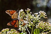 Mexiko, Bundesstaat Michoacan, Angangueo, Unesco-Welterbe, Biosphärenreservat für Monarchfalter, El Rosario, Monarchfalter (Danaus plexippus)