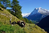 Switzerland, Valais Canton, Val d'Herens, village of Evolene