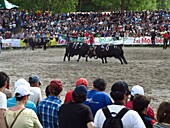 Switzerland, Valais Canton, City of Sion, yearly race Herens cows fights to indicate the queens