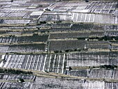 Switzerland, Valais Canton, vineyards in winter near city of Sion