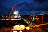 Frankreich, Pas de Calais, Boulogne sur Mer, der Fischereihafen, Boulogne sur Mer, 6 Uhr morgens, ein Trawler kommt vom Fischen zurück, wir entladen seine Ladung