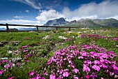 France, Savoie, Haute Maurienne, Val Cenis, Mont Cenis pass, the alpine garden in the Plan of Fontainettes