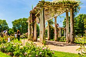 France, Rhone, Lyon, Park of La Tete d'Or, the Roseraie Internationale