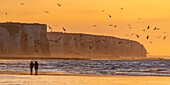 Frankreich, Somme, Ault, Sonnenuntergang auf den Klippen vom Strand von Ault, Wanderer und Fotografen kommen, um die Landschaft und Seevögel zu bewundern