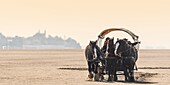 Frankreich, Somme, Baie de Somme, Naturreservat der Baie de Somme, Le Crotoy, Maye Beach, Zugpferde und Anhängevorrichtung eines Naturführers, der Touristen zu den Seehunden in der Baie de Somme führt