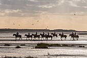 Frankreich, Somme, Baie de Somme, Naturreservat der Baie de Somme, Reiter in der Baie de Somme auf Henson-Pferden, Die Henson-Rasse wurde in der Baie de Somme für die Wanderung geschaffen