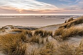 Frankreich, Somme, Picardie-Küste, Fort-Mahon, die Dünen von Marquenterre, zwischen Fort-Mahon und der Bucht von Authie, die weißen Dünen, die zur Stabilisierung mit Schilf bedeckt sind