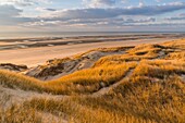 Frankreich, Somme, Picardie-Küste, Fort-Mahon, die Dünen von Marquenterre, zwischen Fort-Mahon und der Bucht von Authie, die weißen Dünen, die zur Stabilisierung mit Schilf bedeckt sind