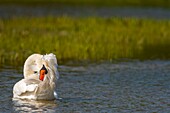 France, Somme, Bay of Somme, Nature Reserve of the Bay of Somme, Marquenterre Ornithological Park, Mute Swan (Cygnus olor) bath (Toilet)