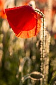 France, Somme, Bay of the Somme, Noyelles-sur-mer, Field of poppies in the Bay of Somme