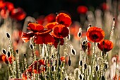 France, Somme, Bay of the Somme, Noyelles-sur-mer, Field of poppies in the Bay of Somme