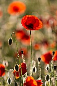 France, Somme, Bay of the Somme, Noyelles-sur-mer, Field of poppies in the Bay of Somme