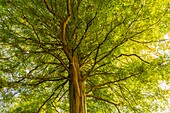 Frankreich, Somme, Wald von Crécy, Crécy-en-Ponthieu, Bemerkenswerter Baum im Wald von Crécy - Buche - Schön zu sehen