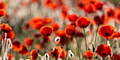 France, Somme, Bay of the Somme, Noyelles-sur-mer, Field of poppies in the Bay of Somme