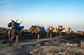 Ethiopia, Afar depression, Erta Ale volcano, camels