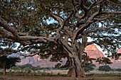 Ethiopia, Tigray regional state, Gheralta range, old fig tree