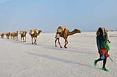 Äthiopien, Danakil-Senke, Ein Afar-Hirte führt seine Kamele, die aus dem Karum-See gewonnene Salzziegel transportieren