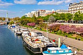 France, Paris, Bastille, Cherry blossoms (Prunus serrulata) and the port of Arsenal in spring