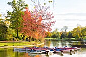 Frankreich, Paris, der Bois de Vincennes, der See Daumesnil im Herbst