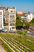 Frankreich, Paris, die Weinberge von Montmartre