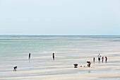 Marokko, Oued Ed-Dahab, Dakhla, Gruppe von Menschen an einem Strand bei Ebbe