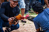 Indonesia, Sulawesi island, Toraja country, Tana Toraja, Rantepao area, preparing roosters before a fight