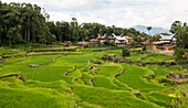 Indonesia, Sulawesi island, Toraja country, Tana Toraja, Rantepao area, Lempo, traditional Toraja houses and rice fields