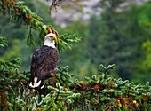 Vereinigte Staaten, Alaska, Chillkoot-Fluss bei Haines, Weißkopfseeadler auf einem Tannenzweig gelandet