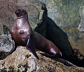 Vereinigte Staaten, Alaska, Seelöwe ruht sich auf einem Felsen aus, Prince William's Bay bei Valdez