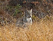 Vereinigte Staaten, Alaska, Denali National Park, Luchs im hohen Gras