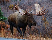 Vereinigte Staaten, Alaska, Denali-Nationalpark, Nahaufnahme eines männlichen Elchs