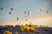 Dänemark, Nordjütland, die Spitze von Grenen ist ein Landstreifen im hohen Norden Dänemarks, in der Nähe der Stadt Skagen, wo sich die beiden Meerengen Skagerrak und Kattegat treffen, Möwengruppe bei Sonnenuntergang