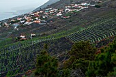 Spain, Canary Islands, La Palma, view of a village surrounded by vineyards on steep slopes by the sea