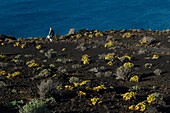 Spanien, Kanarische Inseln, La Palma, Wanderer auf einem Weg am Meer in einer vulkanischen Umgebung