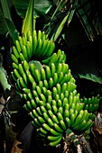 Spain, Canary Islands, La Palma, green banana