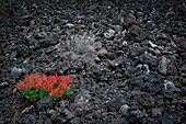 Spanien, Kanarische Inseln, La Palma, Detail von Pflanzen und Meeresblumen im tropischen Stil auf felsigem und vulkanischem Boden