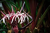 Spain, Canary Islands, La Palma, detail of plants and tropical-style ocean flowers on rocky and volcanic soil