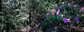  DOUBLON , Europe, Spain, Canarias, La Palma, hiker on a trail in lush greenery in a mountainous and volcanic environment