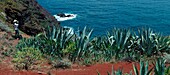 Spain, Canary Islands, La Palma, hiker on a path by the sea, surrounded by tropical succulents and cactus in a volcanic environment