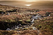 Vereinigtes Königreich, Schottland, Shetlandinseln, Festland, Ronas Hill, Moor, Stein, Torf und niedriges Gras auf dem höchsten Punkt des Shetland-Archipels, der sich bis auf 450 Meter über dem Meeresspiegel erhebt