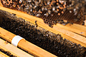 From above closeup of many bees gathering on wooden beehive on sunny day in apiary