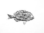 Gyotaku print of kurodai fish made with black ink on white background