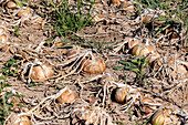 Reife Zwiebeln, die auf einem Feld in Kastilien-La Mancha in der Sonne trocknen, ein Beispiel für traditionelle landwirtschaftliche Praktiken.