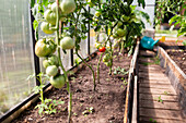 Lush green tomato plants with ripening fruit thrive in the warm, controlled environment of a sunlit greenhouse