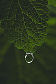 A single dewdrop suspends from the delicate veins of a lush green leaf, capturing the essence of nature's elegance.