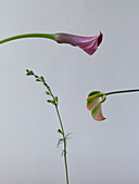 Eine minimalistische Aufnahme von zwei exotischen Blumen, Anthurium und Calla-Lilie, die ihre eleganten Kurven und subtilen Farben vor einem schlichten, hellen Hintergrund zur Geltung bringen